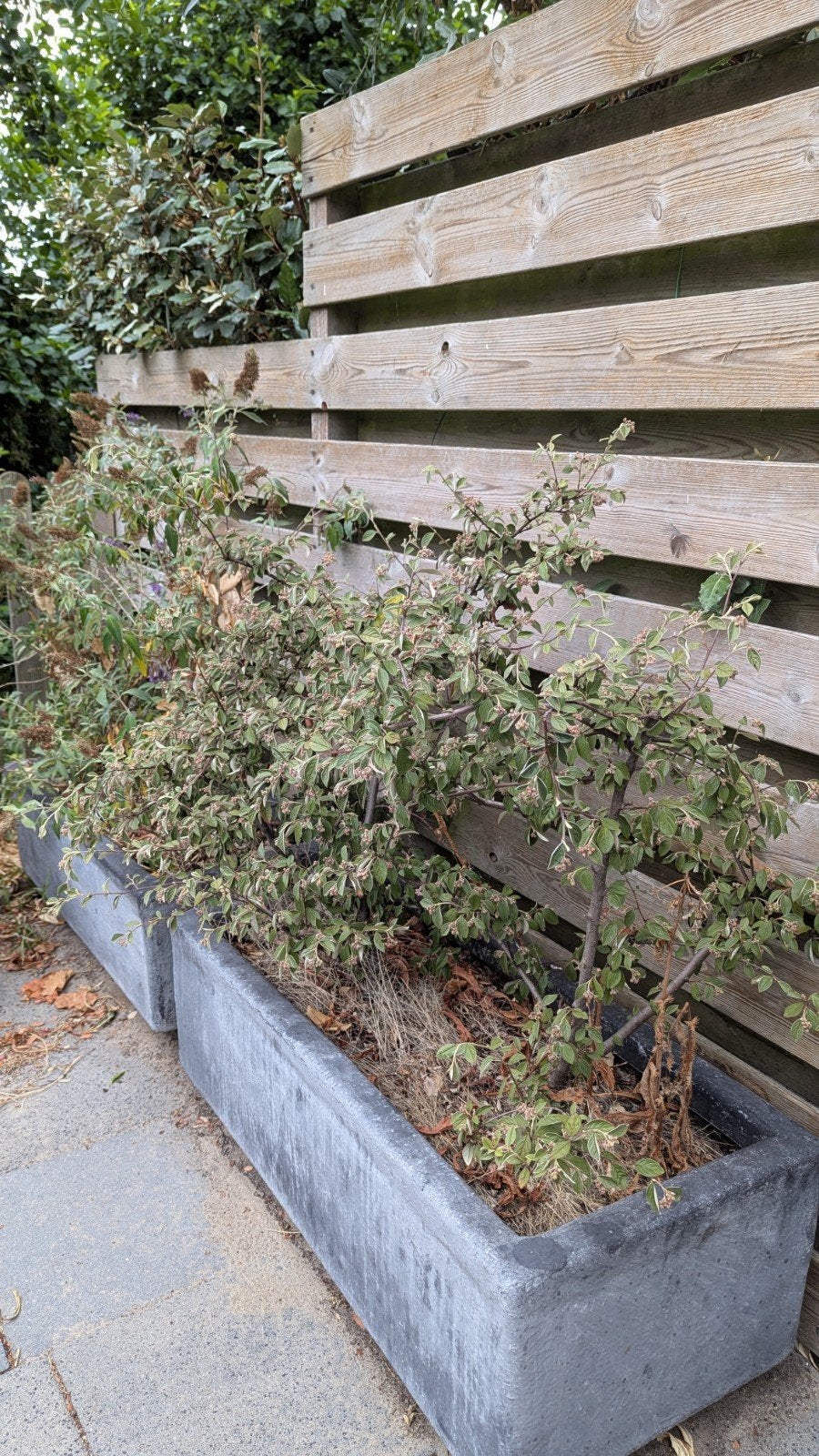 plantenbakken met planten, Ophalen, Vaste plant, Overige soorten, Volle zon