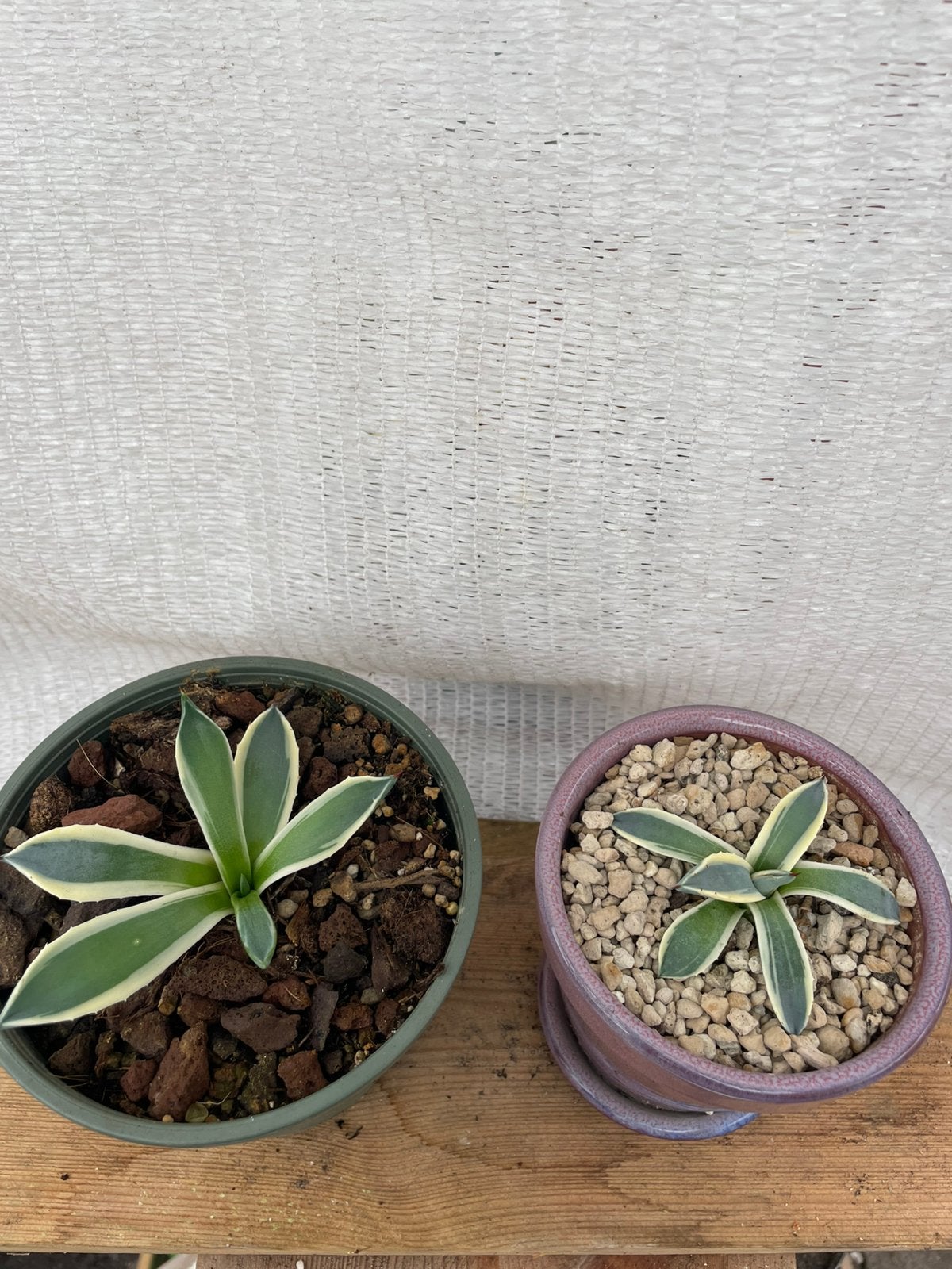 Agave Patonii Aplanata Cream Spike,Tuinplant, Cactus, Ophalen of Verzenden, Bloeit niet, Overige soorten, Volle zon