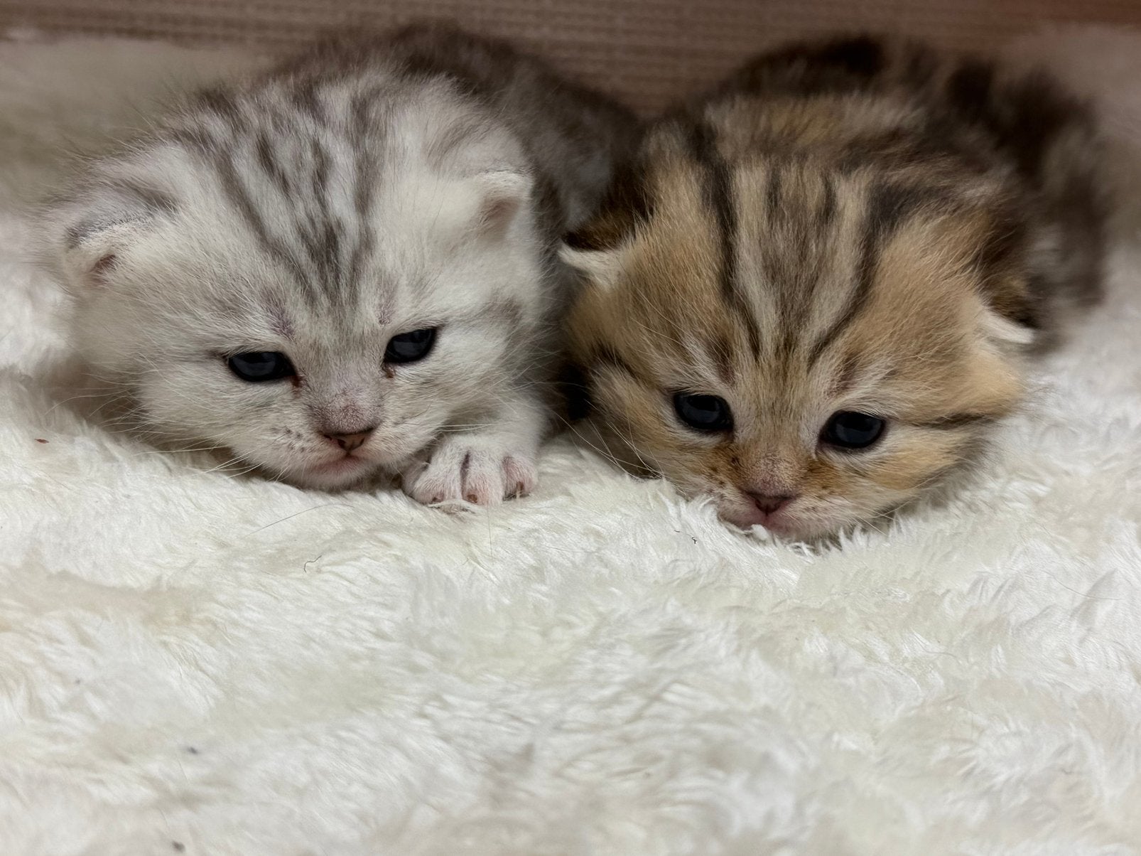 Raszuivere Britse korthaar kittens, Dieren en Toebehoren, Meerdere dieren, Ingeënt