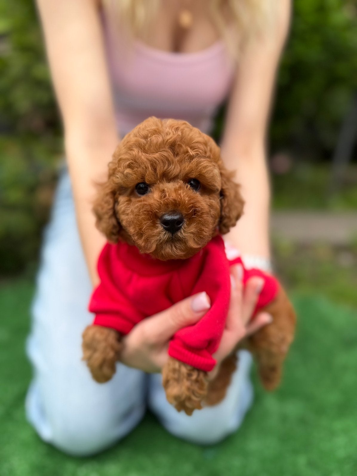 Prachtige toypoedel  Toy Poodle, Reu, 8 tot 15 weken, Parvo, Eén hond