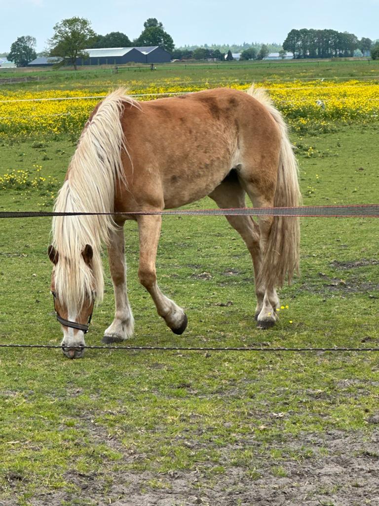Haflinger merrie’s, Dieren en Toebehoren, Paarden, Merrie, Minder dan 160 cm, 3 tot 6 jaar, Onbeleerd