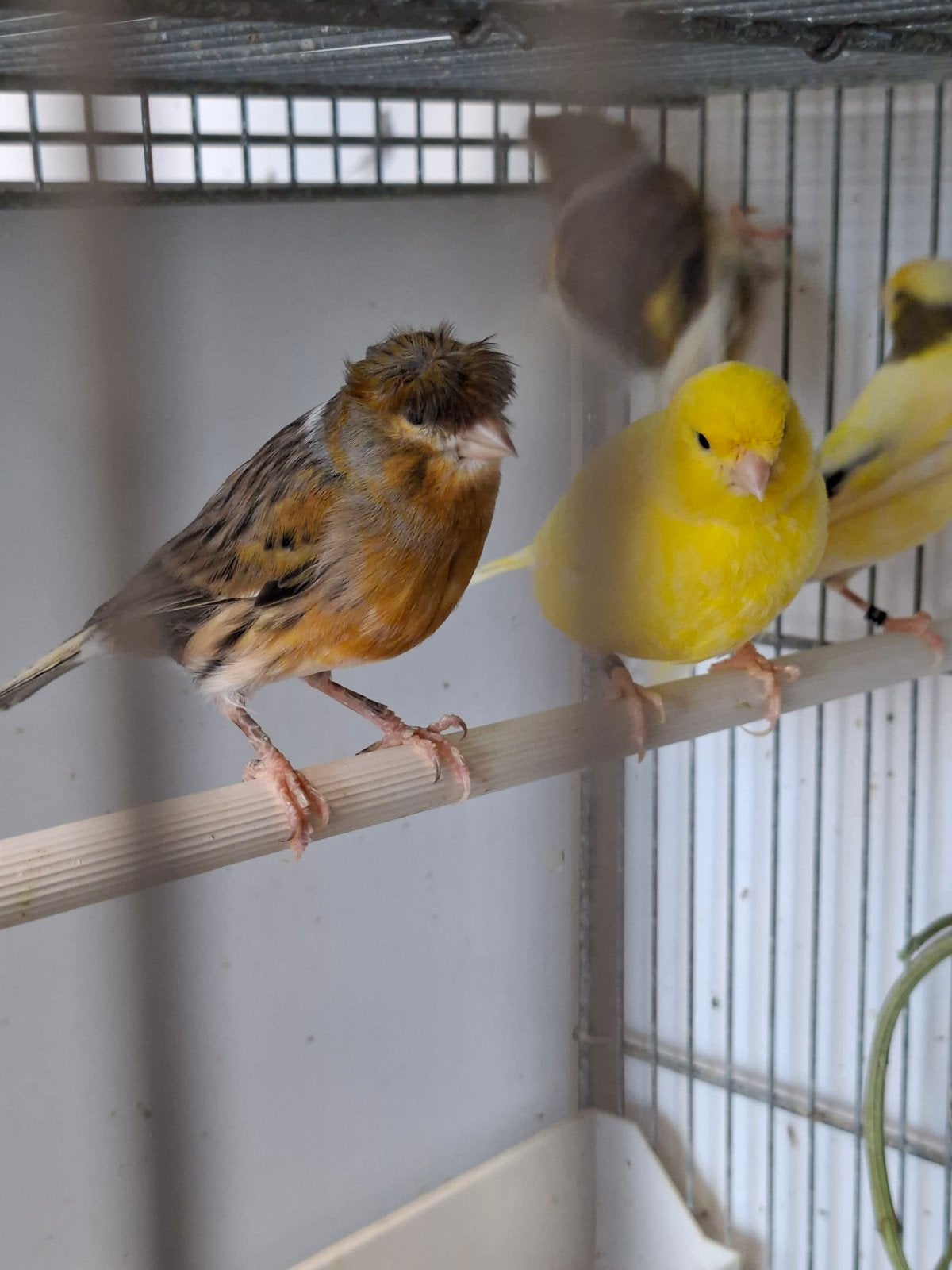 kanaries poppen en mannen, Dieren en Toebehoren, Vogels | Kanaries, Meerdere dieren, Kleurkanarie