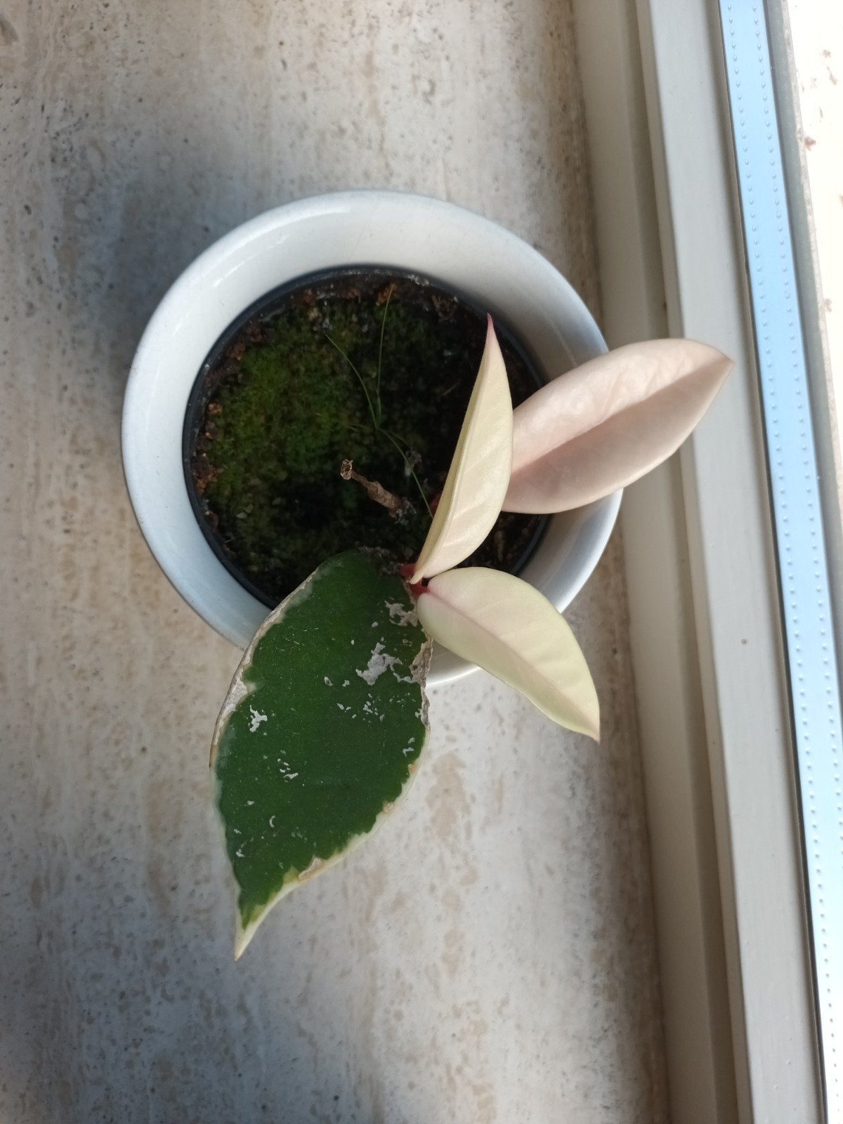 Plant stekje plantje grote wasbloem hoya carnosa, Huis en Inrichting, Kamerplanten, Groene kamerplant, Ophalen, Vetplant, Minder dan 100 cm