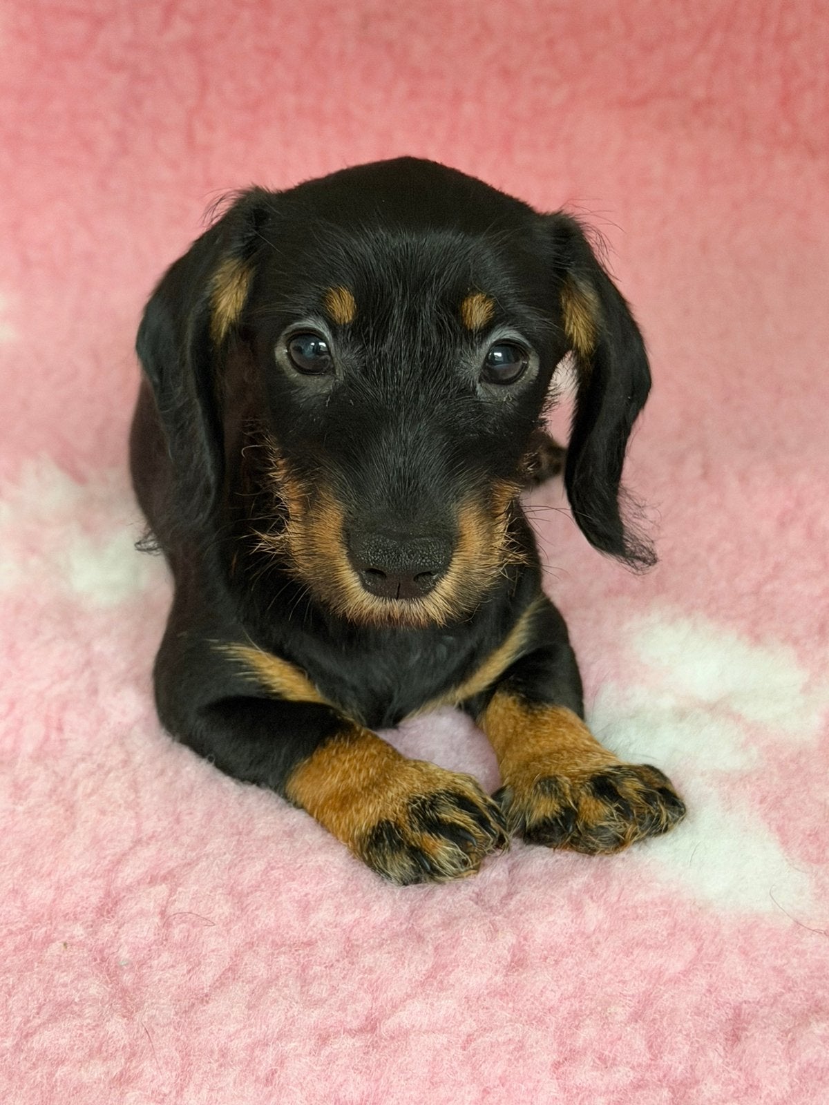 Ruwharige black&tan teckel dwerg  pups met stamboom, Dieren en Toebehoren, CDV (hondenziekte), 8 tot 15 weken, Dwerg, Meerdere