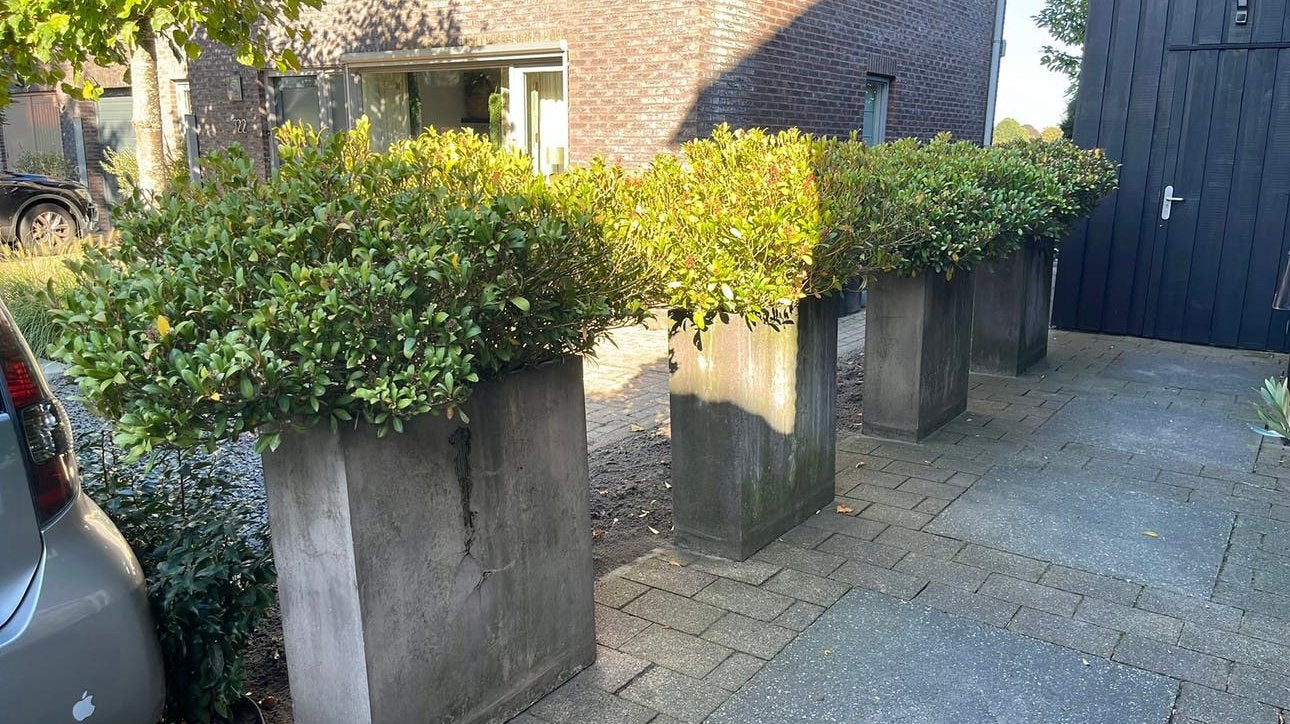 4 grote plantenbakken met Skimmia, Ophalen, Overige materialen, Gebruikt, 60 tot 100 cm