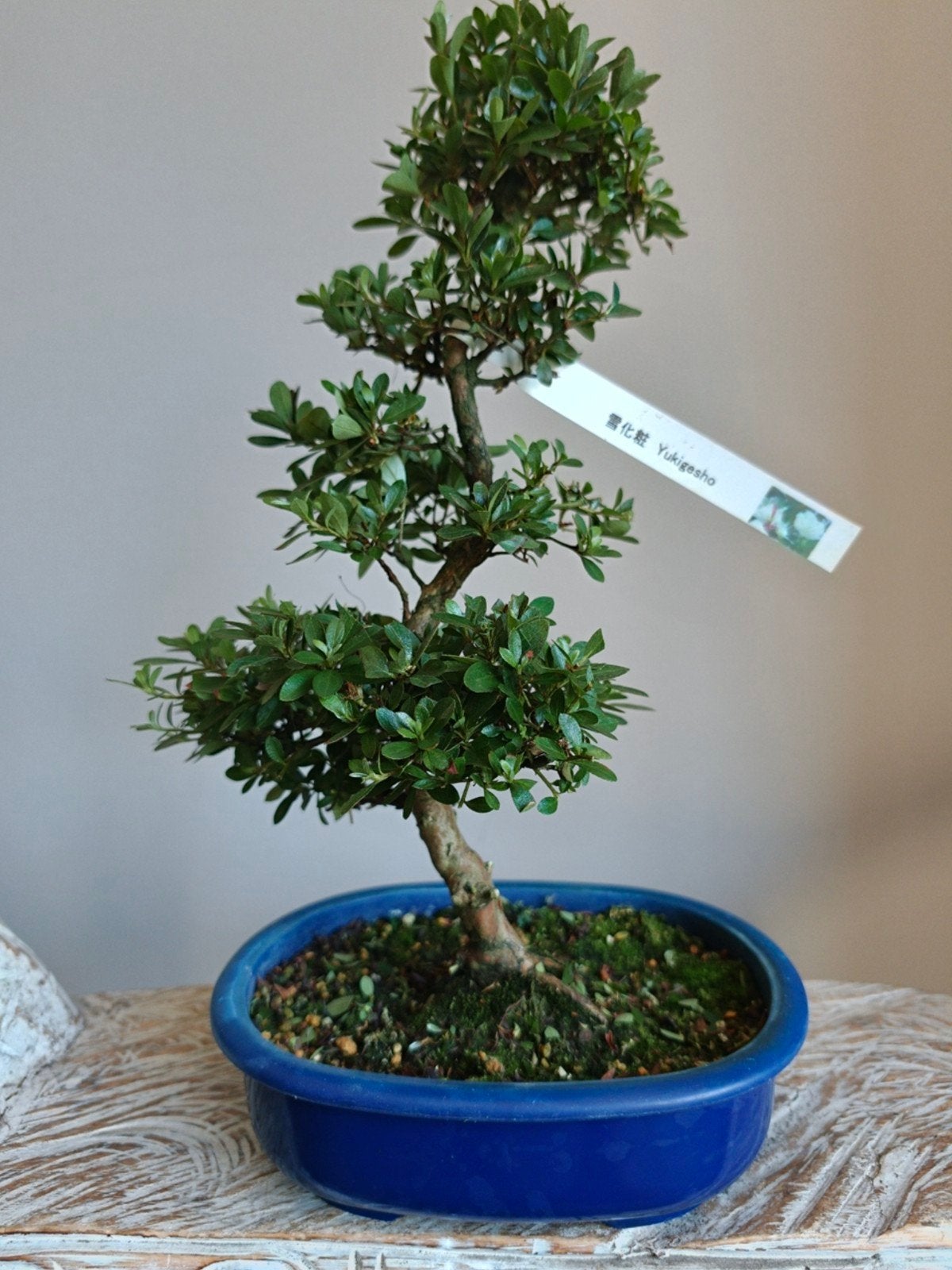 Satsuki Azalea Yukigesho bonsai, Halfschaduw, Lente, Minder dan 100 cm, Overige soorten