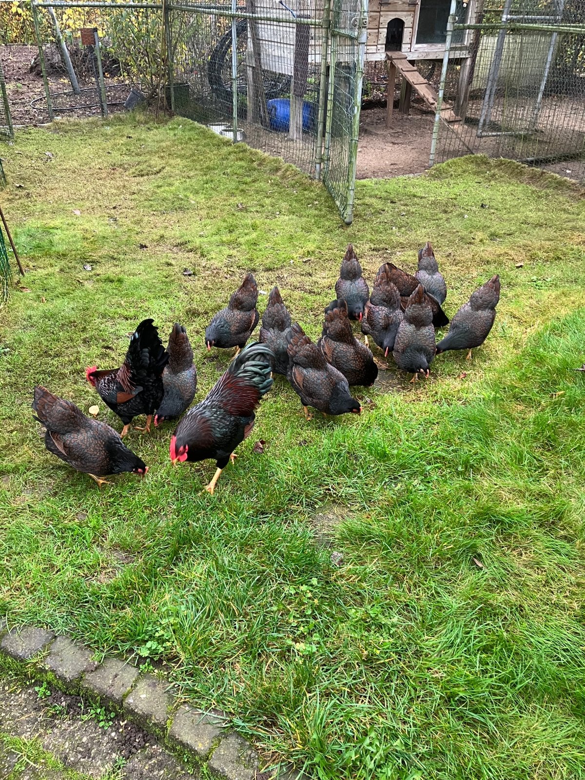 Te koop bsrnevelder kriel kippen, Dieren en Toebehoren, Meerdere dieren, Kip