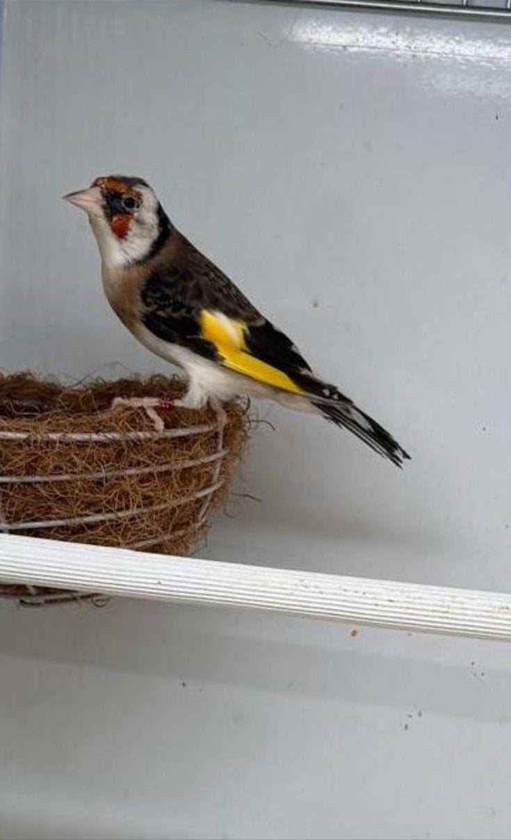 Parva Man Te Koop, Dieren en Toebehoren, Mannelijk, Wildzangvogel, Geringd