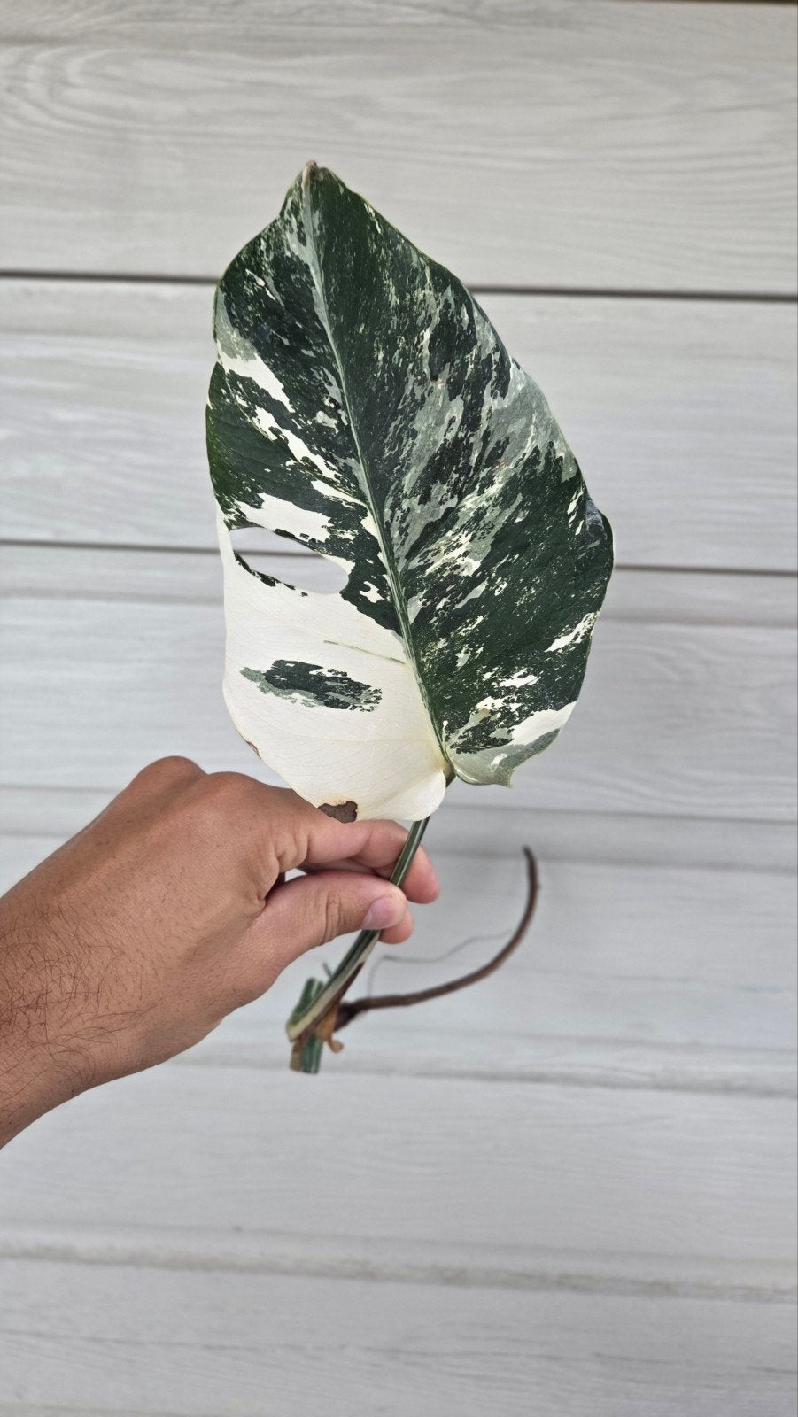 Monstera variegata stek, Ophalen of Verzenden, Halfschaduw, Minder dan 100 cm