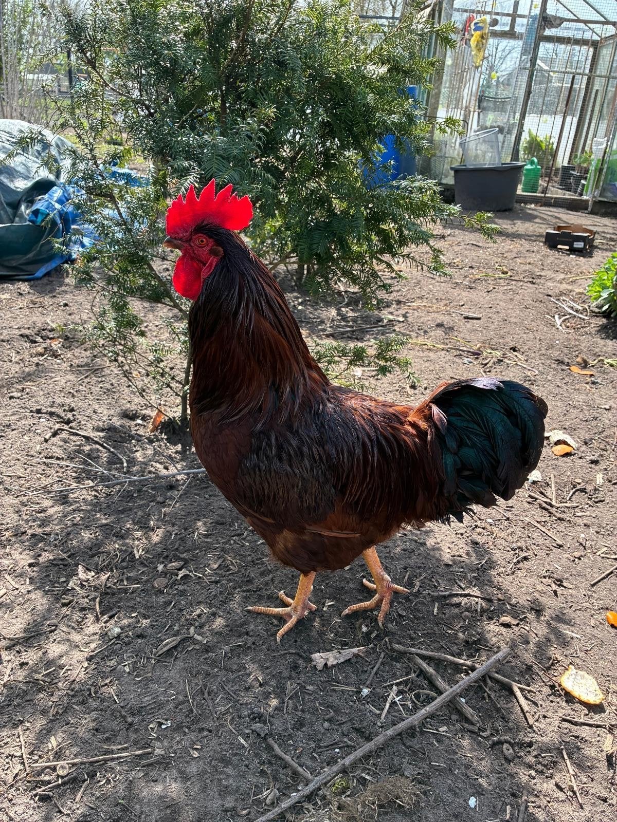 Rhode island red hennen en haan, Meerdere dieren, Kip