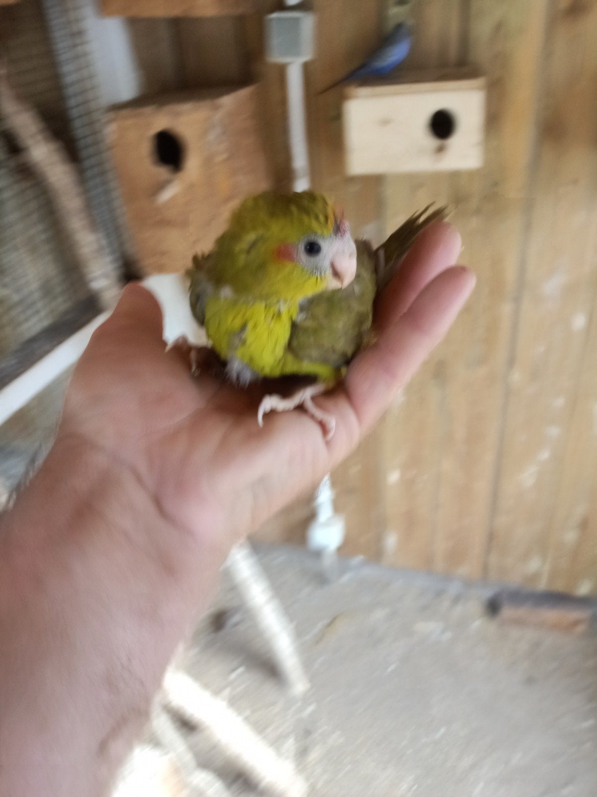 Jonge kakariki leuk om.tam te maken, Dieren en Toebehoren, Vogels | Parkieten en Papegaaien, Meerdere dieren, Parkiet, Tam