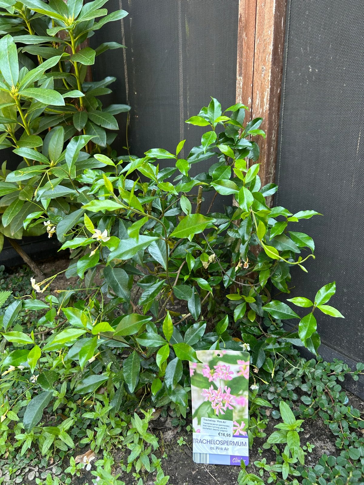 Trachelospermum 'Pink Air' - Toscaanse jasmijn, Tuin en Terras, Planten | Tuinplanten, Ophalen, Vaste plant, Halfschaduw, Klimplanten