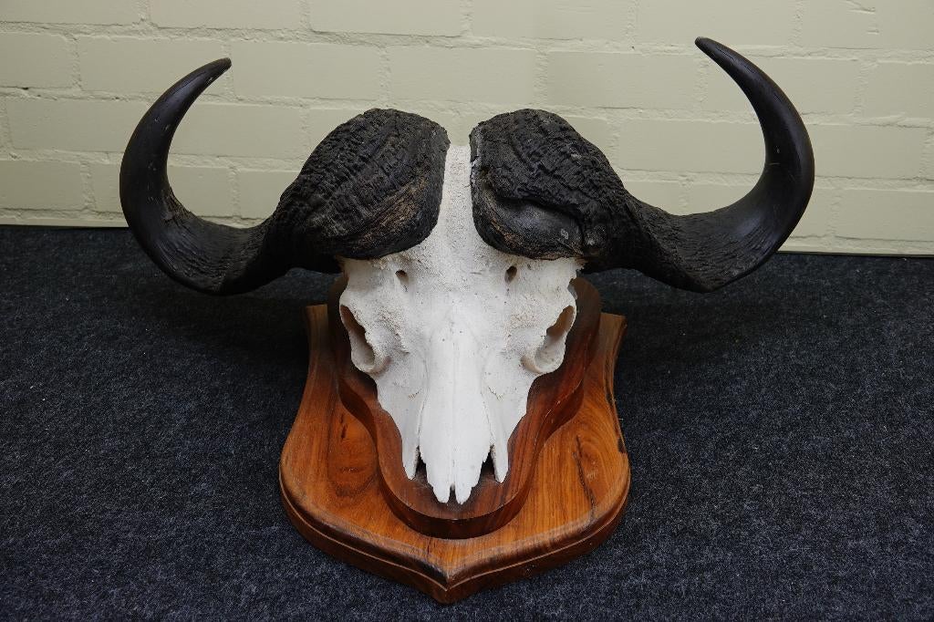 schedel kaffer buffel skull buffel buffalo, Verzamelen, Dierenverzamelingen, Ophalen, Zo goed als nieuw, Hert, Gewei of Kop
