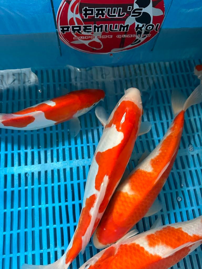 Kohaku Shinoda TOP Kwaliteit!!, Karper of Koi
