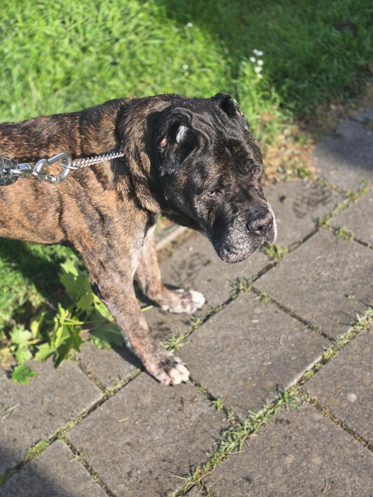 Presa canario, 6 jaar of ouder, Buitenland, Bulldog, Meerdere dieren