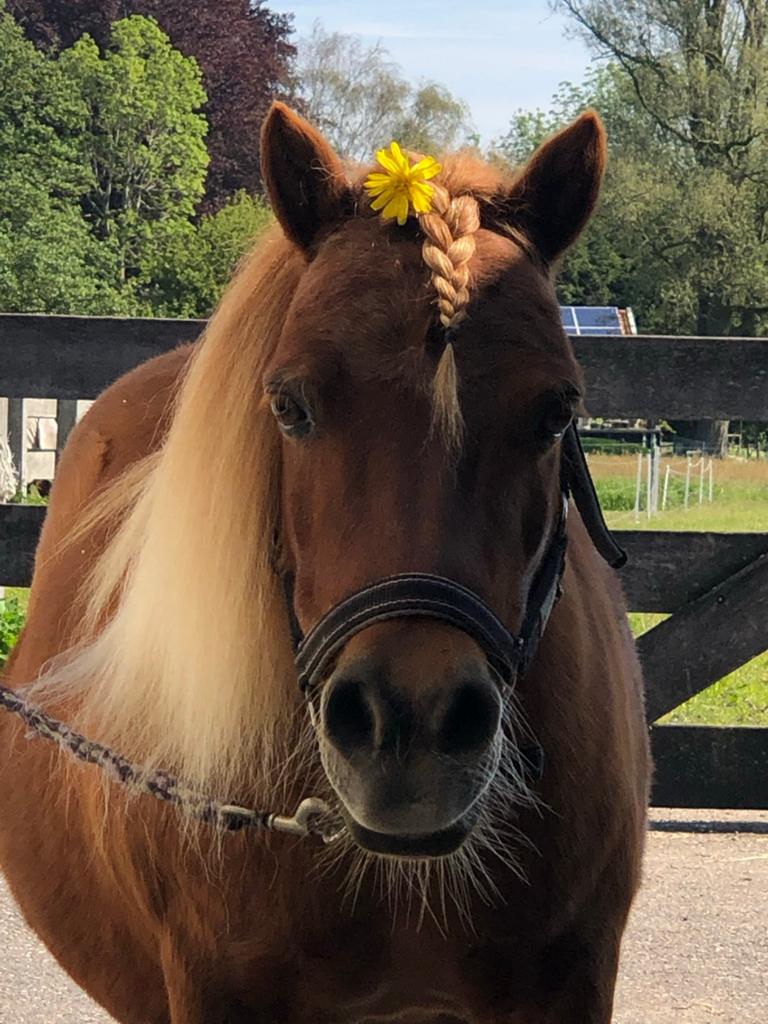 Gezocht Stalling met paddock voor Shetlander., Stalling