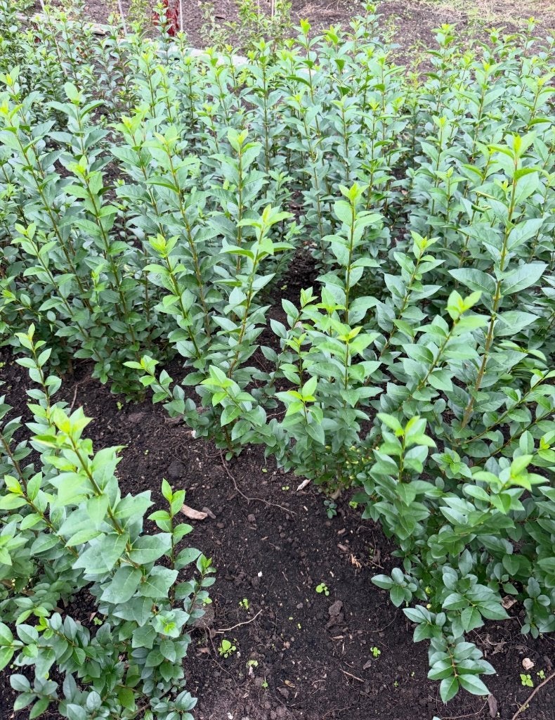 Ligustrum groenblijvende liguster ovalifolium, Ophalen of Verzenden, Liguster, Haag, Minder dan 100 cm