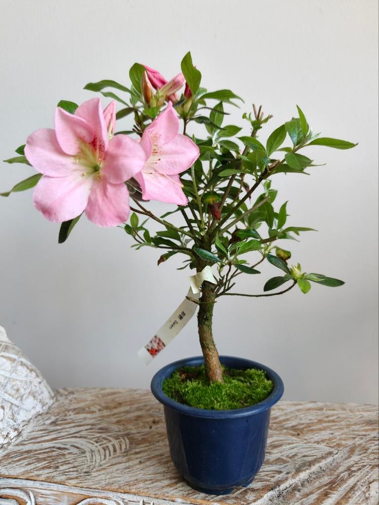 Satsuki Azalea Saien bonsai, Bloeit niet, Halfschaduw, Minder dan 100 cm, Overige soorten