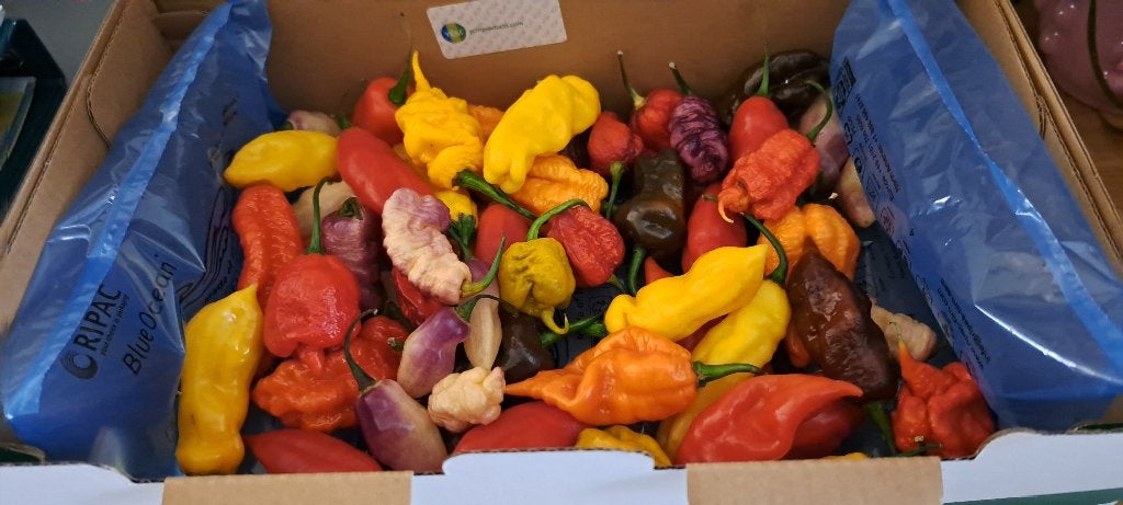 peperzaden van mild tot extreem hete peper Complete set., Tuin en Terras, Ophalen of Verzenden, Gehele jaar, Volle zon, Zaad