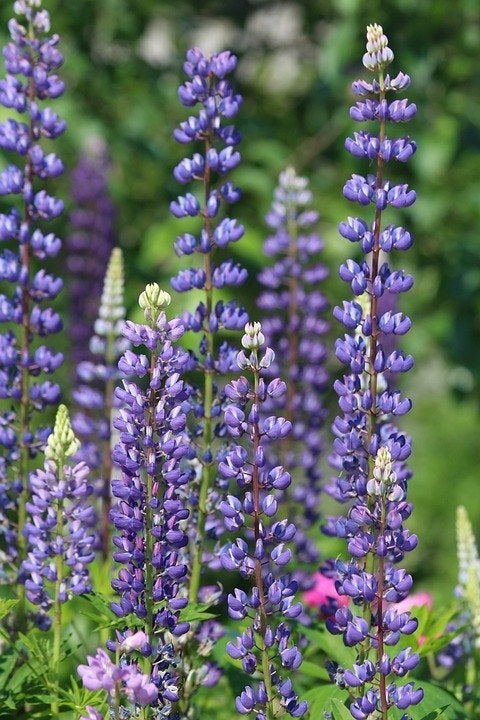 Bio zaden Vaste lupine - Lupine polyphyllus, Verzenden, Voorjaar, Volle zon, Zaad
