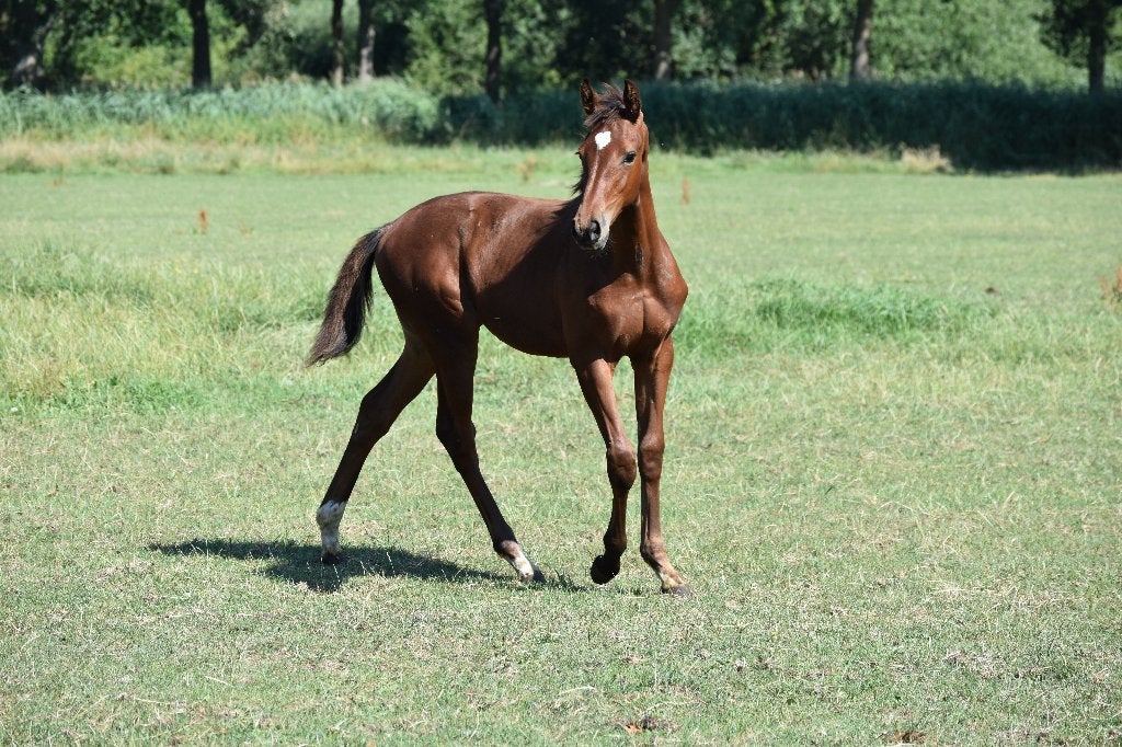 Te koop: Renzo x Zïesto, Dieren en Toebehoren, Paarden, Merrie, Met stamboom, Dressuurpaard, 0 tot 2 jaar