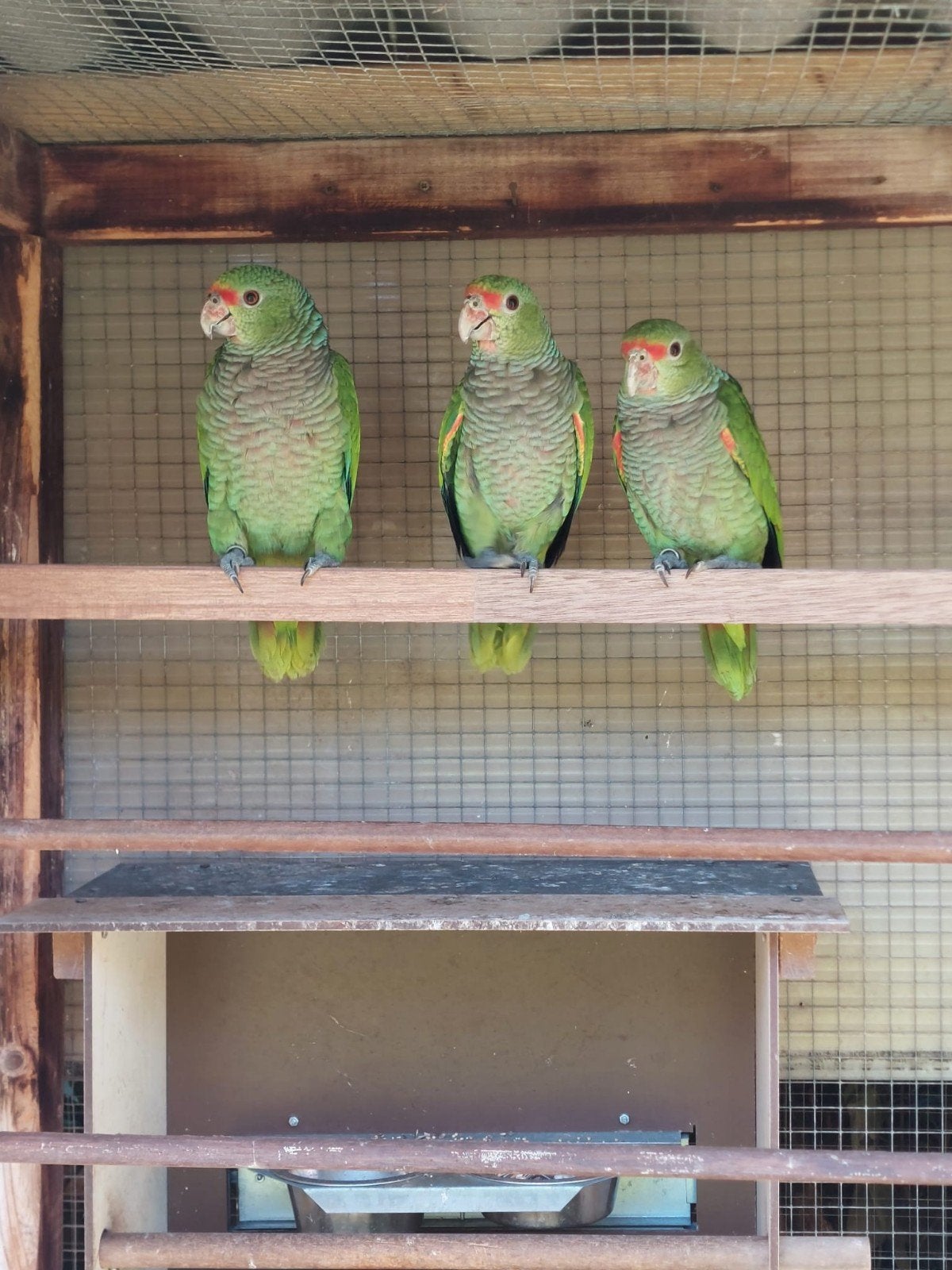 Wijnborst amazone papagaai, Dieren en Toebehoren, Meerdere dieren, Papegaai, Geringd