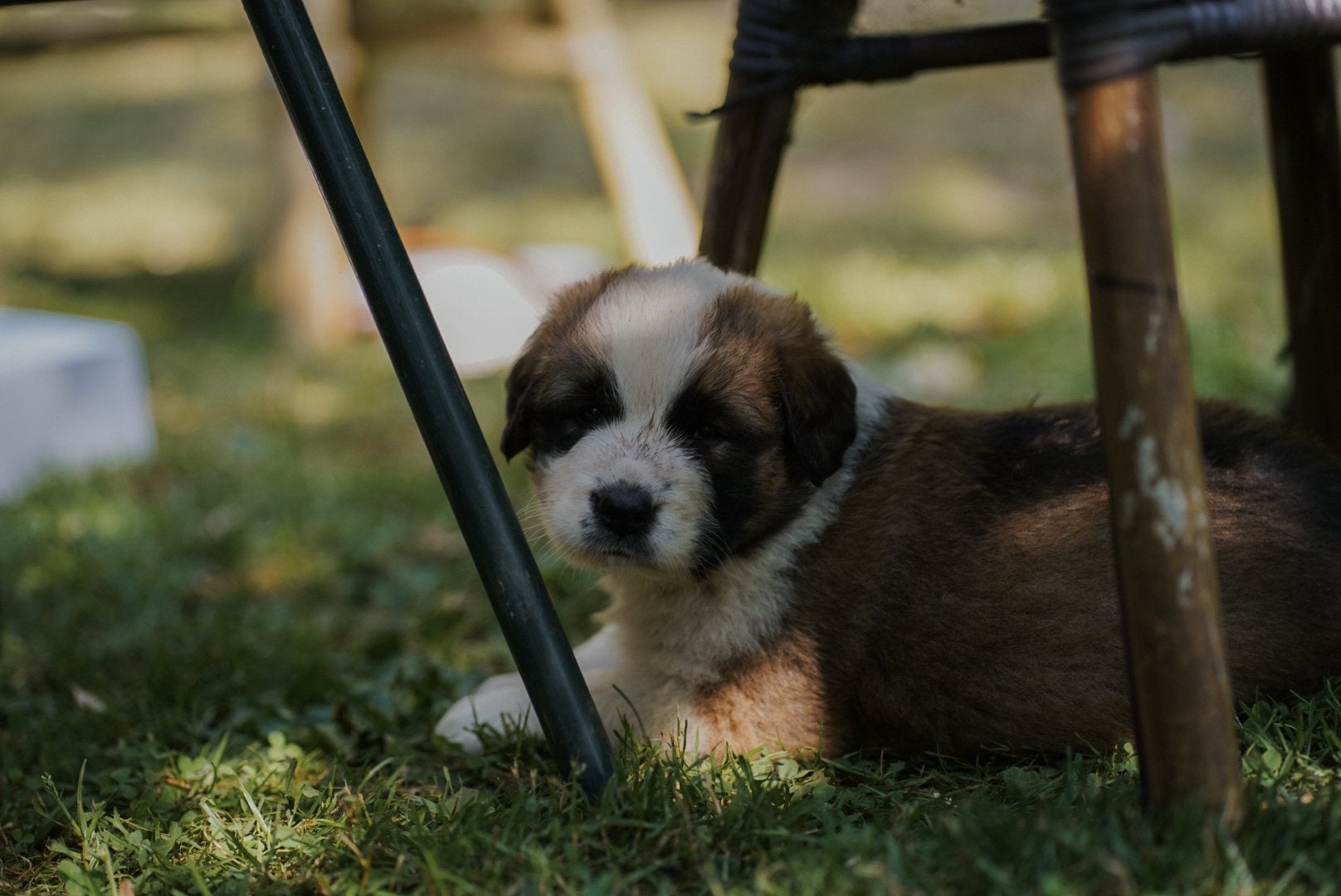 Sint bernard kruising X leonberger/pyreneese berghond pups, 8 tot 15 weken, Groot, Meerdere, Meerdere dieren