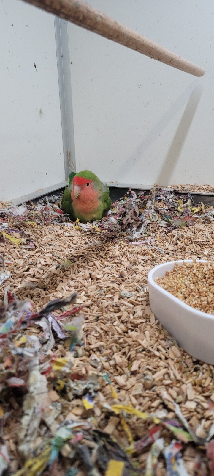 Tamme agapornis 2x, Meerdere dieren, Tropenvogel, Tam