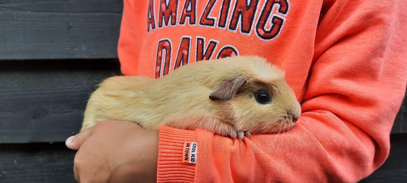 Mooie jonge cavia's, beige en wit, Dieren en Toebehoren, Knaagdieren, Meerdere dieren, Tam, Maart, Cavia
