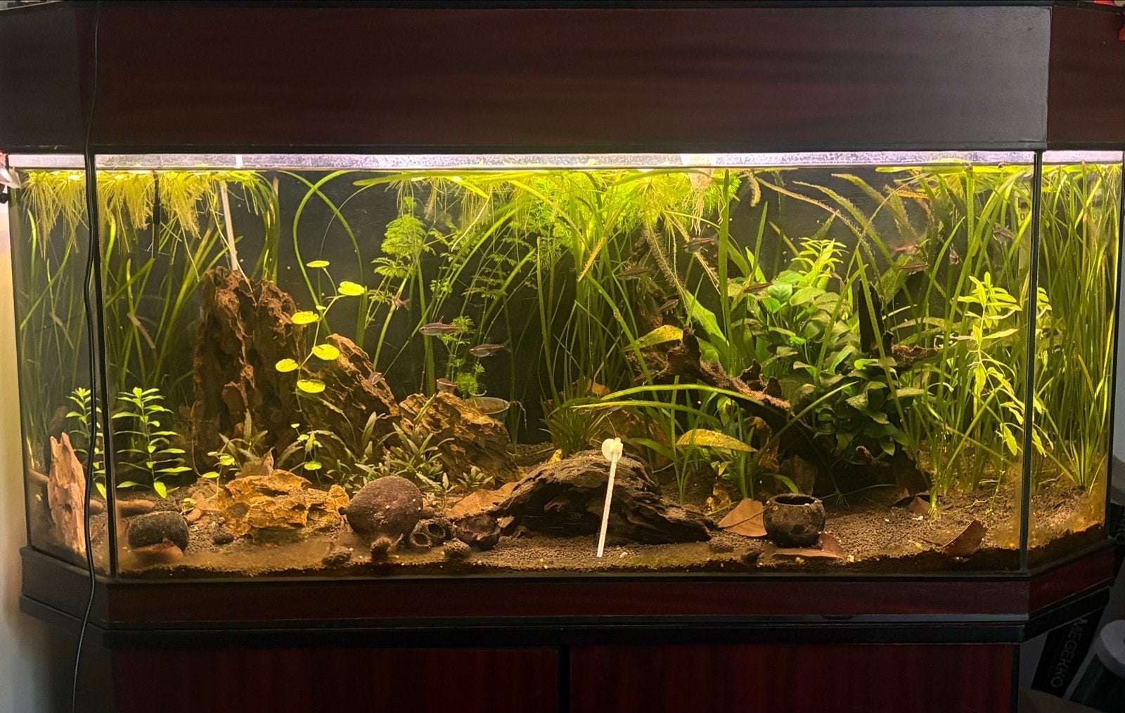 Aquarium, Ophalen, Inclusief vissen, Gebruikt, Gevuld zoetwateraquarium