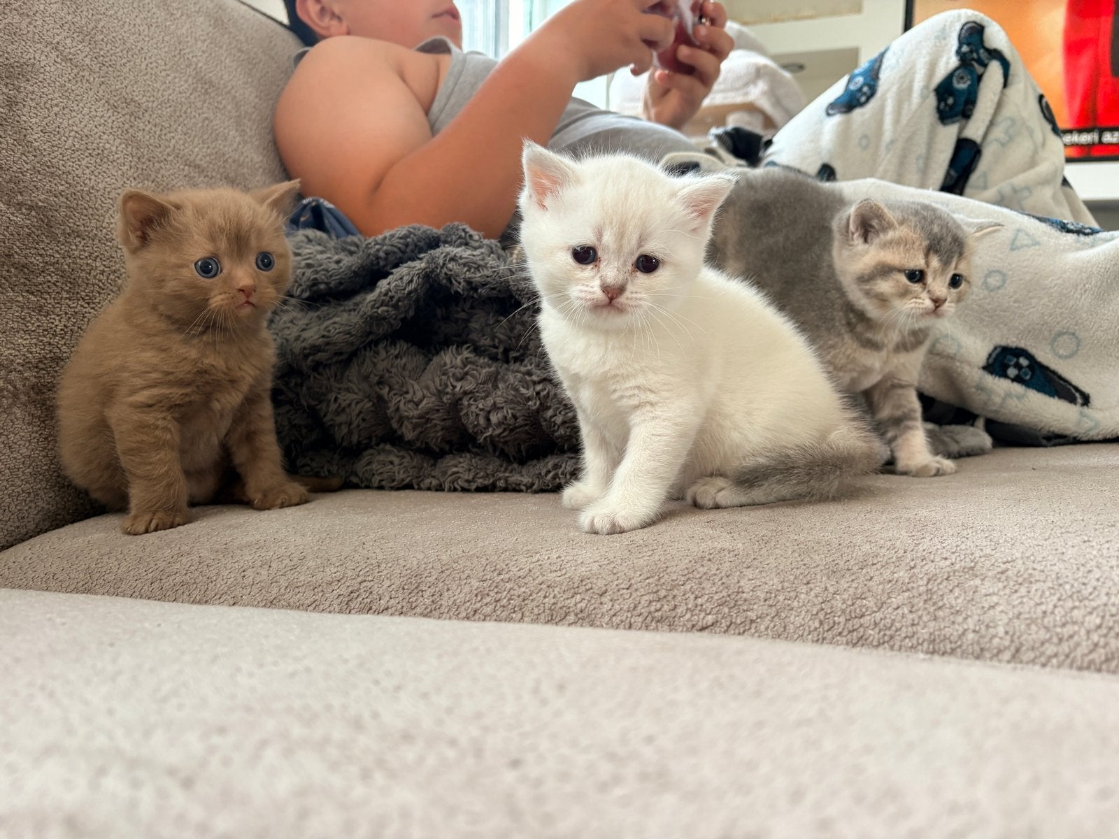 ‼️Laatste 2 kittens‼️Britse Cinnamon, BluePoint, BlueGolden, Meerdere dieren, Ontwormd, 0 tot 2 jaar