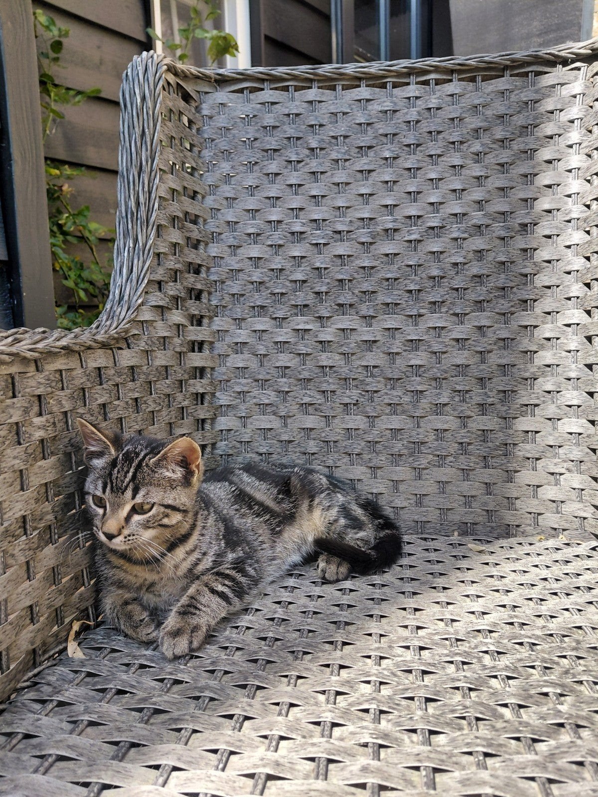 1 lieve kitten beschikbaar! Tijger mannetje, Meerdere dieren