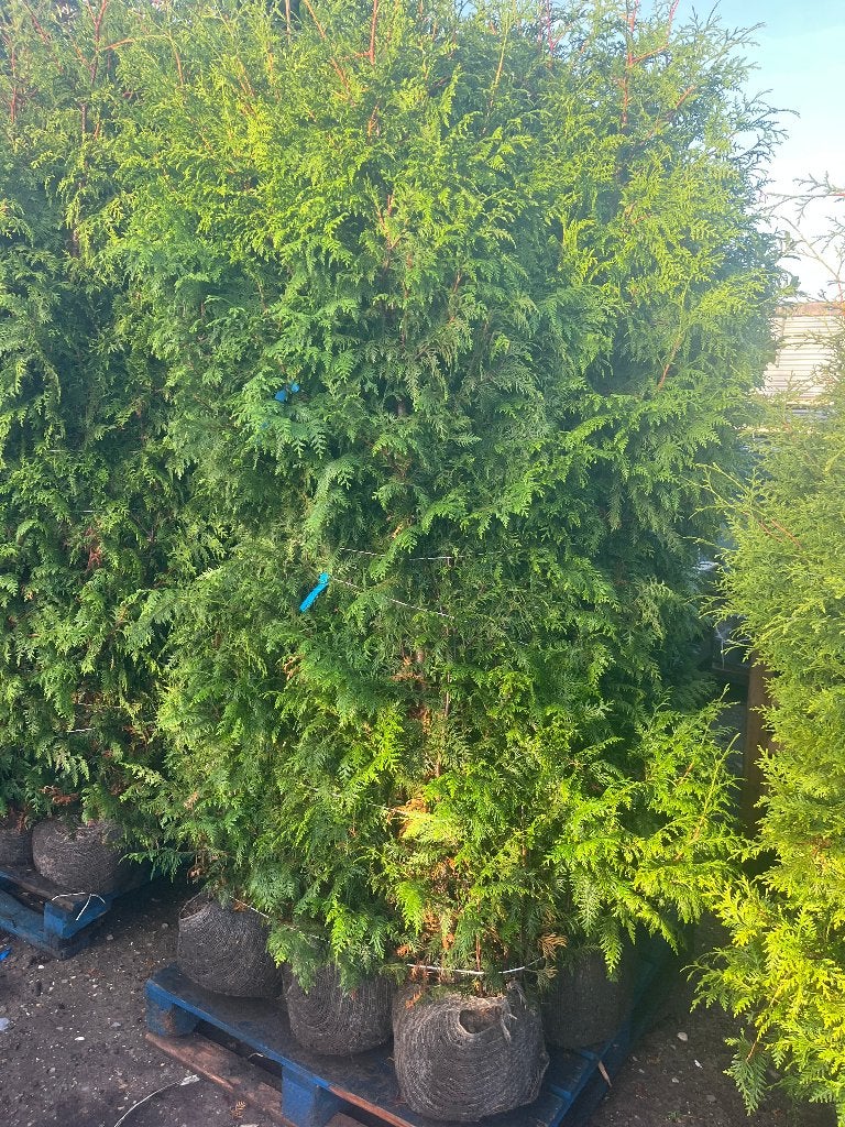 Haag Conifeer, Thuja 'Gelderland', NU GOED TE PLANTEN, Ophalen of Verzenden, Conifeer, Haag, 100 tot 250 cm