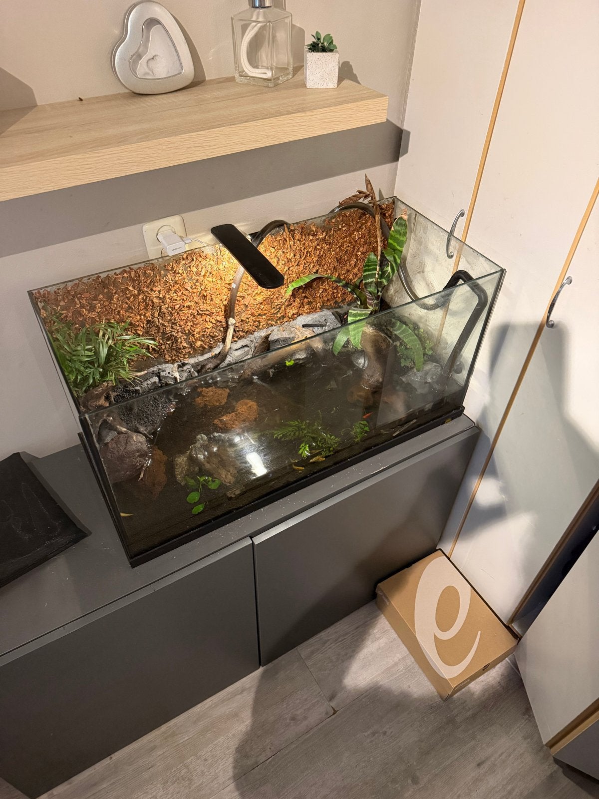 Aquarium, Overige typen, Zoetwatervis