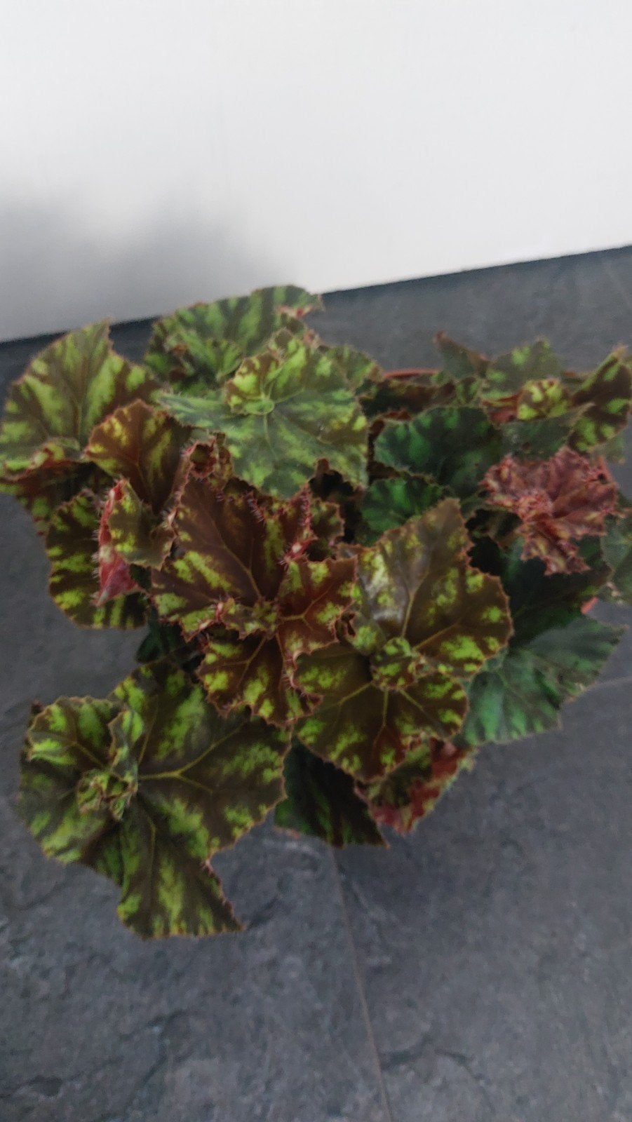 begonia, Ophalen of Verzenden