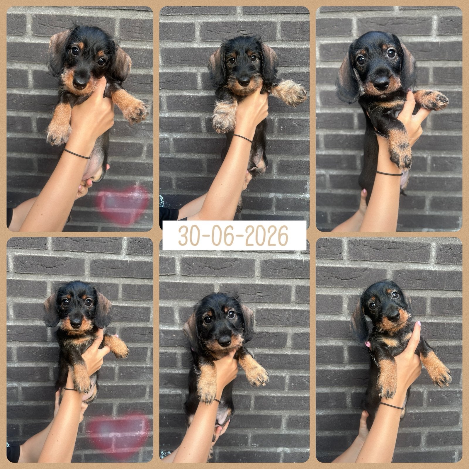 Ruwharige dashhond teckel, 8 tot 15 weken, Korthaar, Dwerg, Parvo