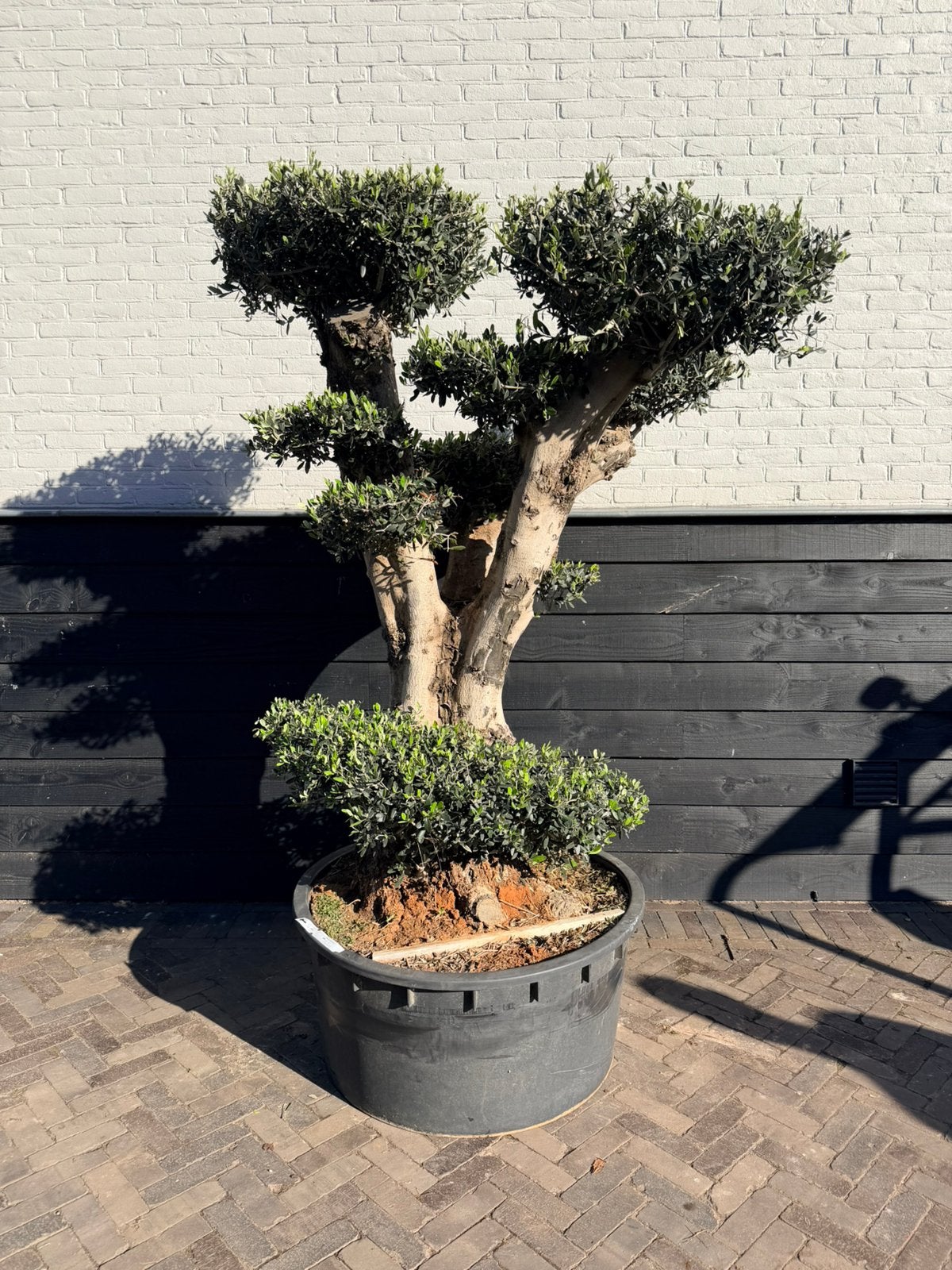 Mooie olijfboon plateau/pon pon, Volle zon, 100 tot 250 cm, Zomer, Overige soorten