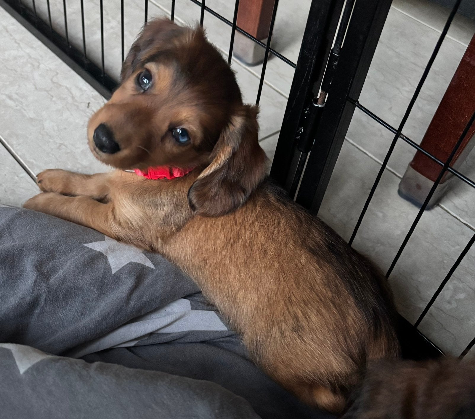 Langharige Teckelpups, Dieren en Toebehoren, Parvo, Standaard, 8 tot 15 weken, Langhaar