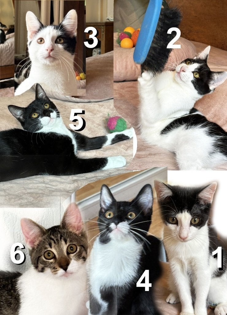 Kittens zoeken een eigen match (5 mnd) - ontvlooit ontwormd, Dieren en Toebehoren, Meerdere dieren, Kortharig