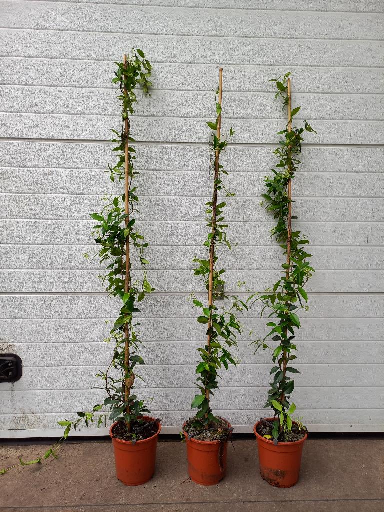 Toscaanse Jasmijn trachelospermum jasminoides wit en roze, Ophalen, Overige soorten, 100 tot 250 cm