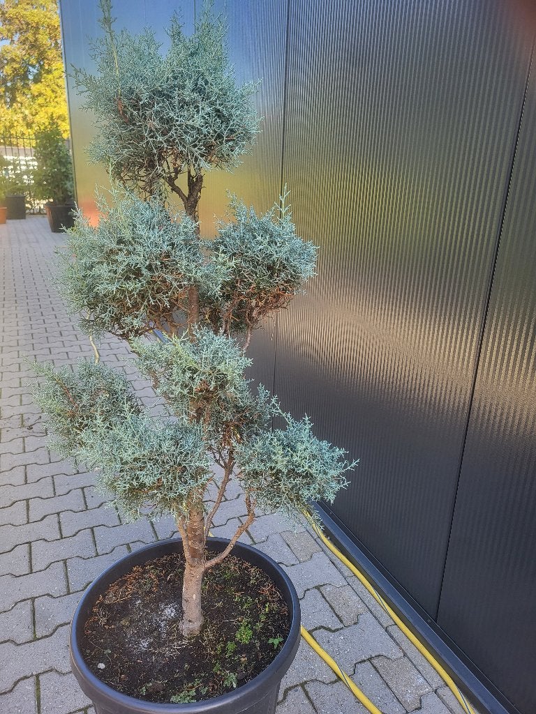 Cupressus ariz.Fastigiata"bonsai, Bloeit niet, 100 tot 250 cm, Volle zon, In pot