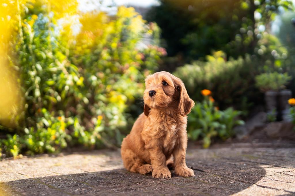 Australian Cobberdog pups, Dieren en Toebehoren, Honden | Retrievers, Spaniëls en Waterhonden, Parvo, Nederland, Overige rassen