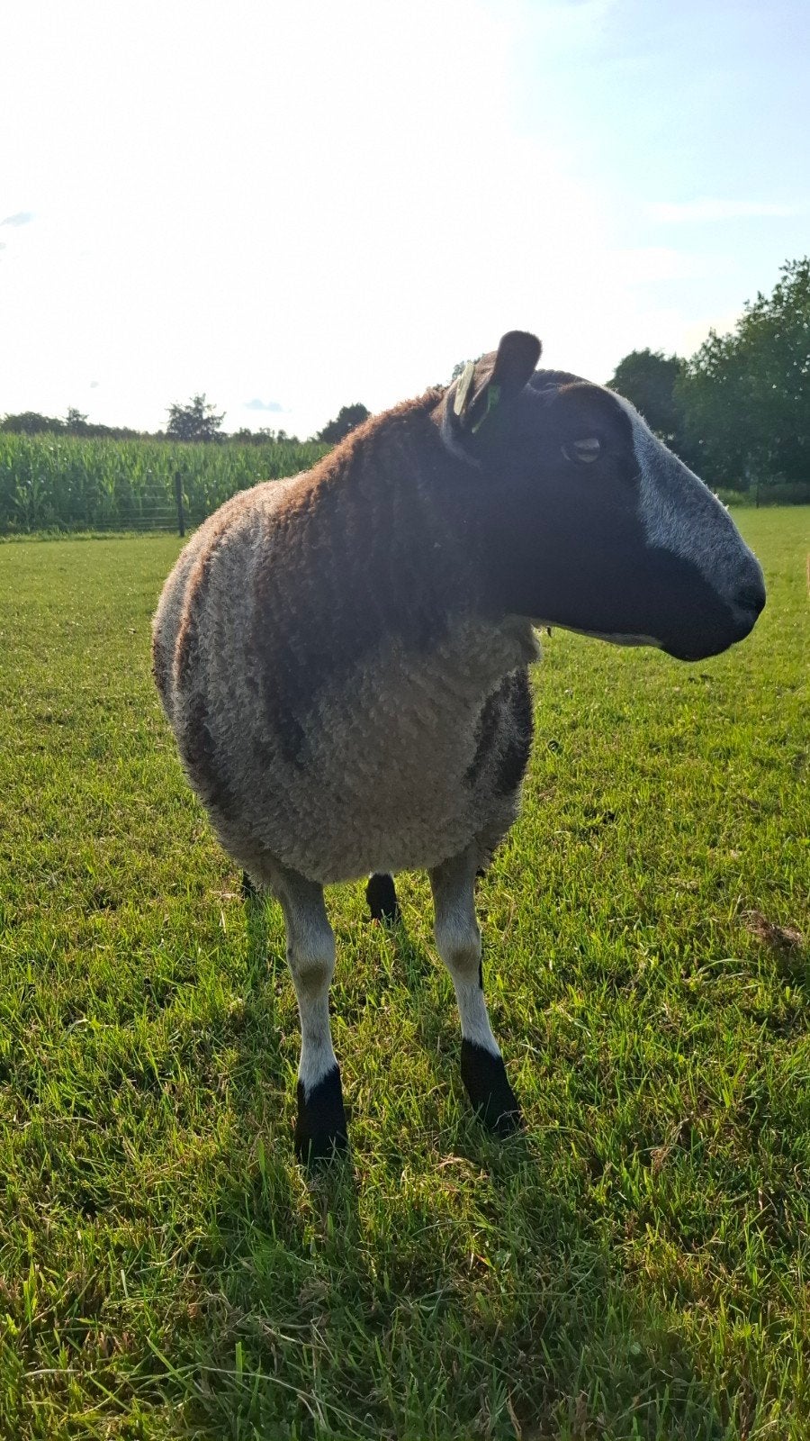 Bonte dekram, Dieren en Toebehoren, Mannelijk, Schaap, 0 tot 2 jaar