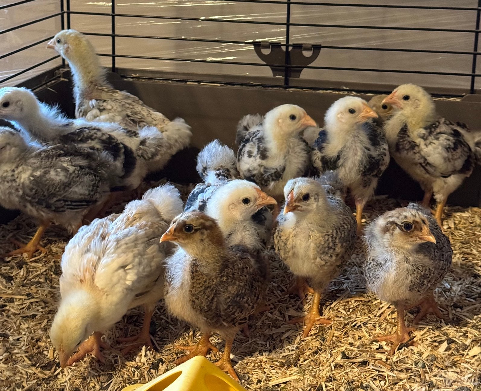 Wyandotte kriel kuikens haantjes, Dieren en Toebehoren, Pluimvee, Mannelijk, Kip