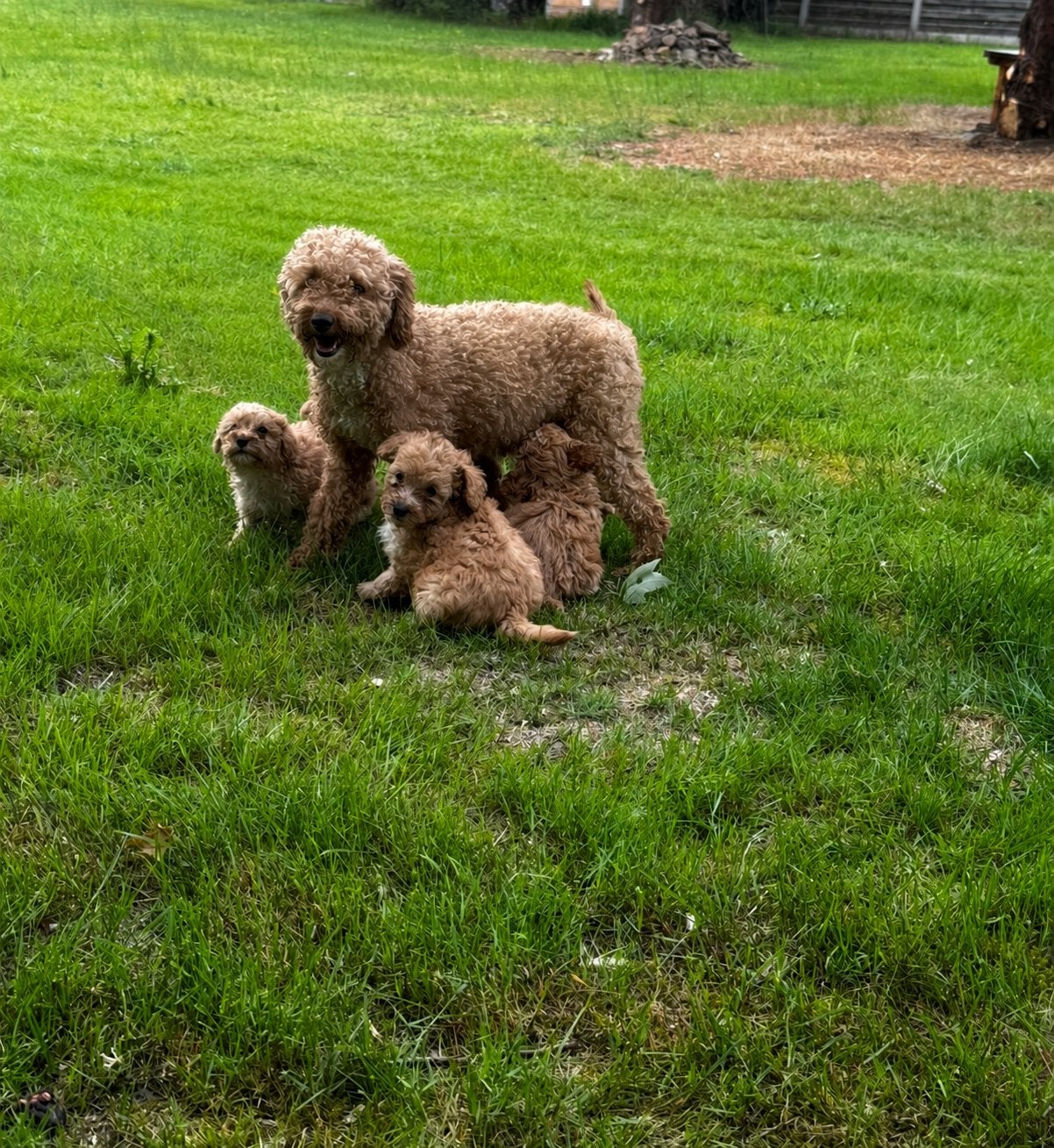 Schattige maltipoo pups, Dieren en Toebehoren, Parvo, België, Particulier, 8 tot 15 weken
