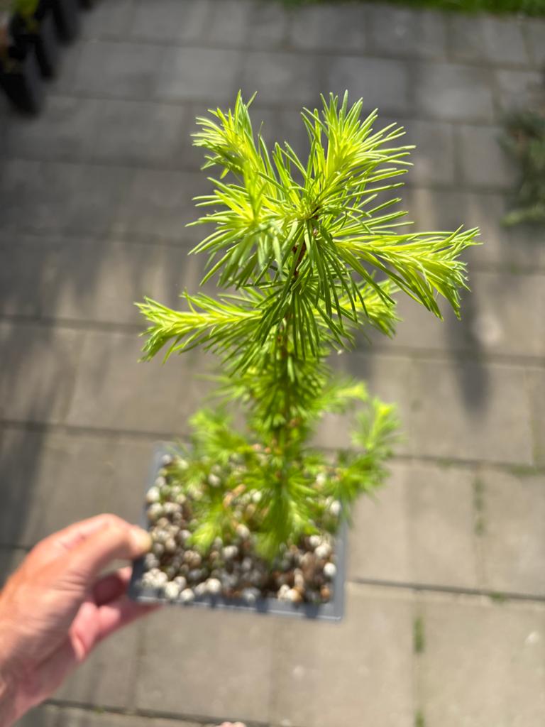 Jonge Larix Bonsai - Ideaal voor beginners, Volle zon, Vaste plant, Bloeit niet, Ophalen