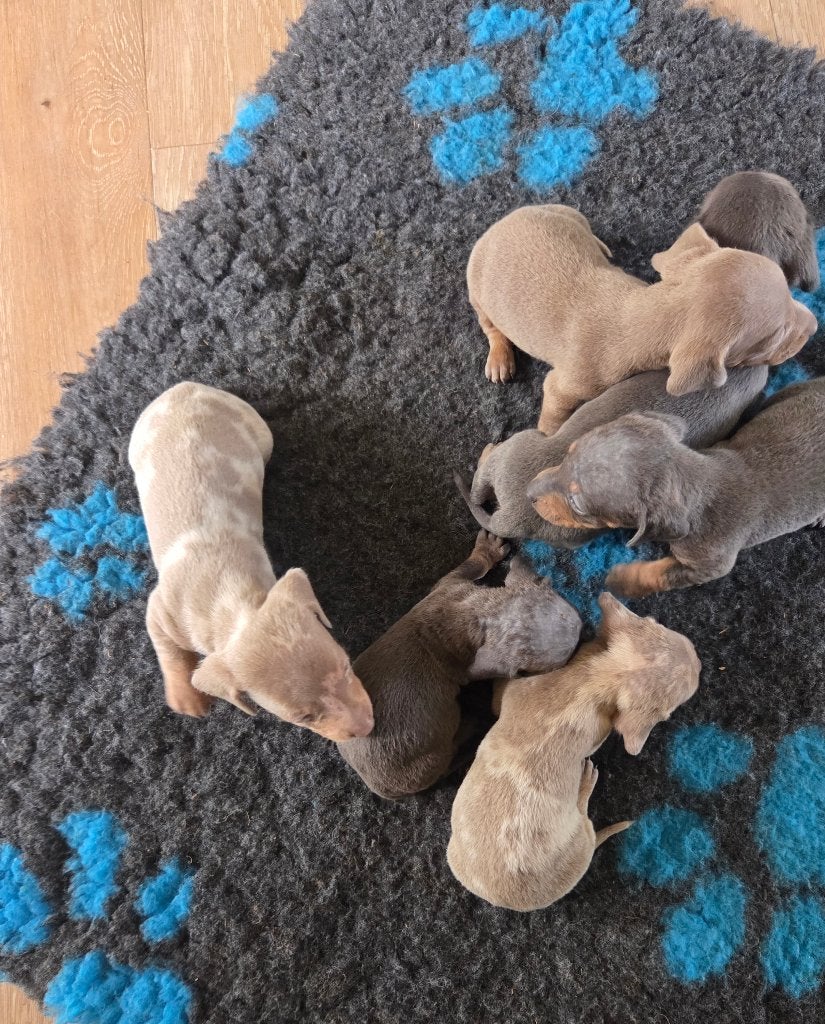 Dwergteckels pups, Dieren en Toebehoren, 8 tot 15 weken, CDV (hondenziekte), Korthaar, Dwerg