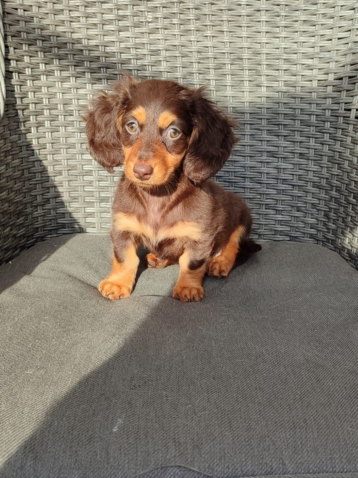 Langharige dwergteckel pup, teefje, CDV (hondenziekte), 8 tot 15 weken, Teef, Dwerg