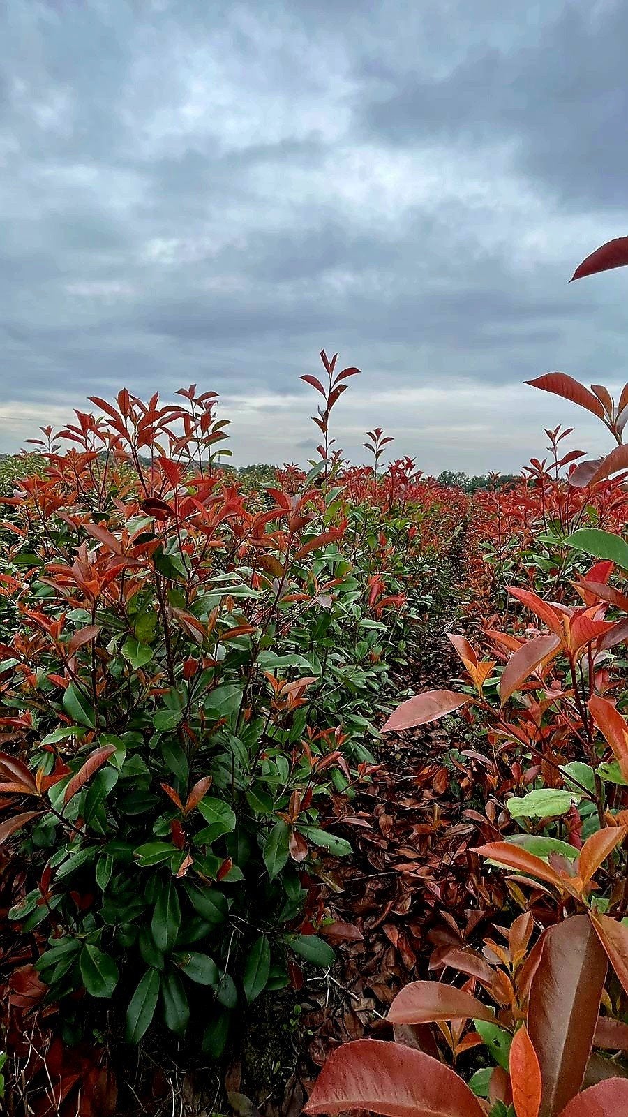 Photinia Fraseri Red Robin 🍁🌿 groenblijvende haagplant🍁🌿, Tuin en Terras, Planten | Struiken en Hagen, Ophalen, Overige soorten