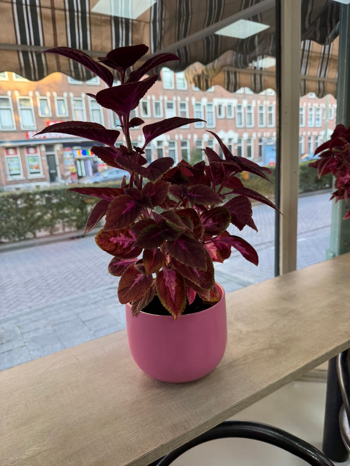 Prachtige siernetel plant, Ophalen, Nieuw